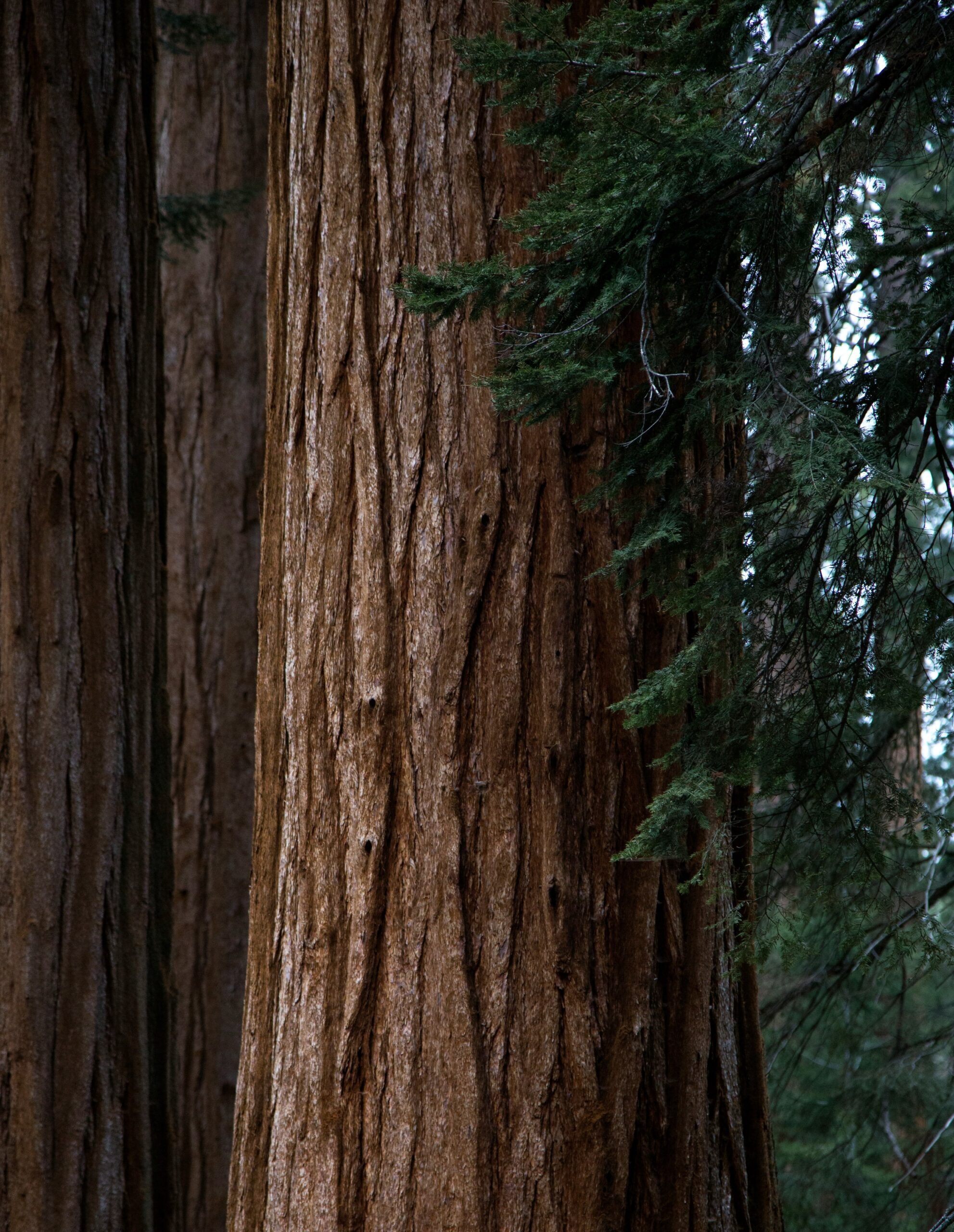 big cedar trunk